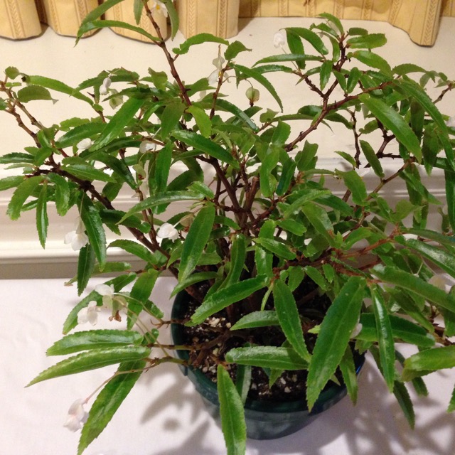 B. echinosepala var. elongatifolia